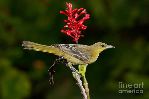 Hooded Oriole Art Print featuring the photograph Hooded Oriole Juvenile #2 by Anthony Mercieca