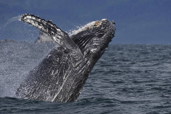 Hiroya Minakuchi Art Print featuring the photograph Humpback Whale Breaching Prince William #2 by Hiroya Minakuchi