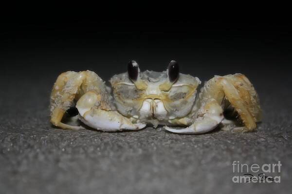 Crab Art Print featuring the photograph I Like To Pinch #2 by Dan Stone