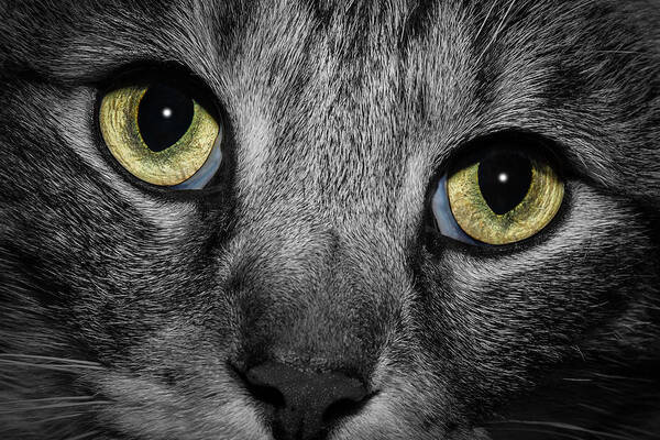 Close Up Art Print featuring the photograph In a Cats Eye #2 by Doug Long