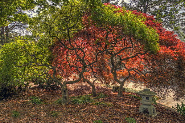 Japanese Maple Tree Art Print featuring the photograph Japanese Maple Tree #2 by Jerry Gammon