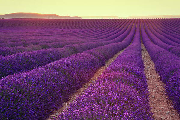 Dawn Art Print featuring the photograph Lavender Field At Dusk #2 by Mammuth