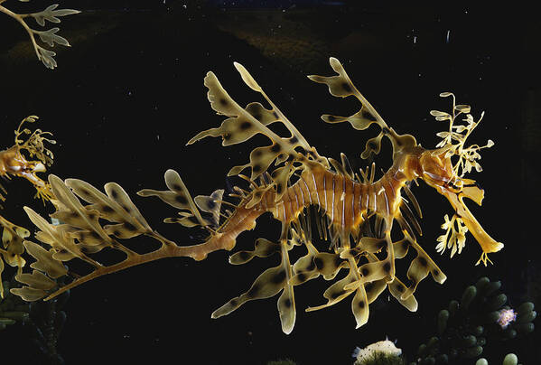 Actinopterygii Art Print featuring the photograph Leafy Sea Dragon #2 by Paul Zahl