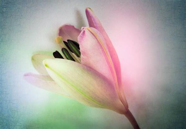 Lily Art Print featuring the photograph Lily in My Dreams #2 by Marianna Mills