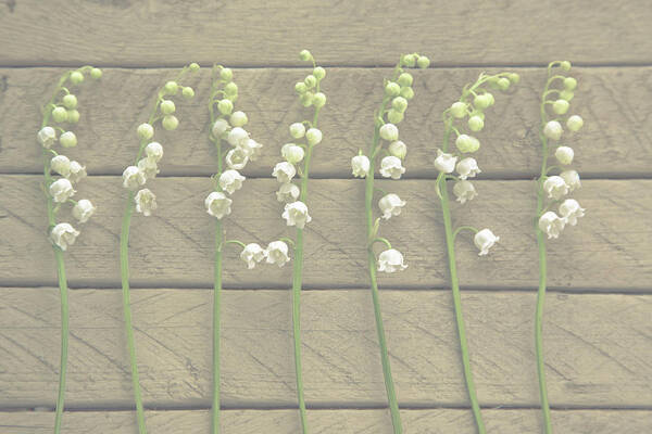 London Art Print featuring the photograph Lily Of Valley #2 by Yuliyart@gmail.com