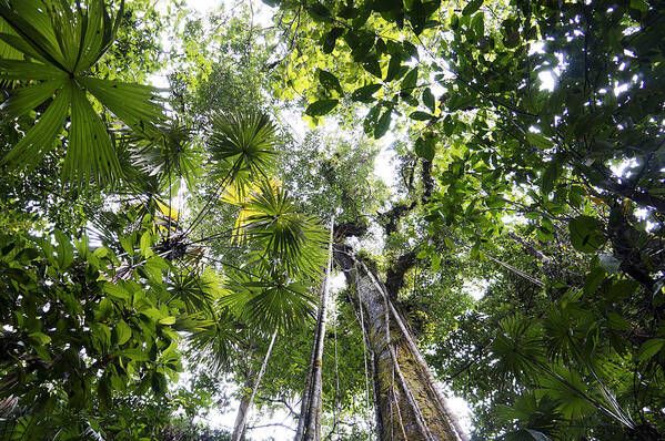 Feb0514 Art Print featuring the photograph Looking Up To Rainforest Canopy Costa #2 by Hiroya Minakuchi