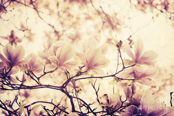 Magnolia Art Print featuring the photograph Magnolia in Spring. Retro filter by Jelena Jovanovic