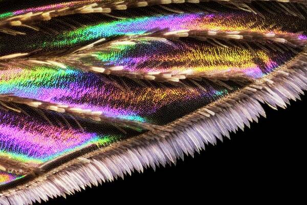 Animal Art Print featuring the photograph Mosquito Wing by Frank Fox/science Photo Library