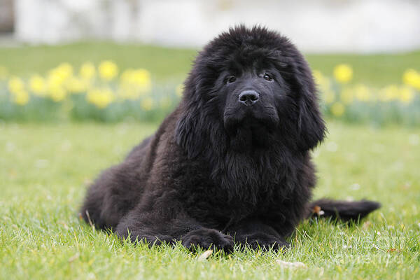 Newfoundland Art Print featuring the photograph Newfoundland Dog #2 by Jean-Michel Labat