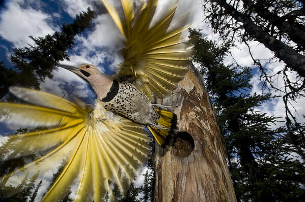 Michael Quinton Art Print featuring the photograph Northern Flicker Leaving Nest Cavity #2 by Michael Quinton