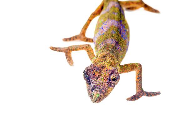 Nose-horned Chameleon Art Print featuring the photograph Nose-horned Chameleon #2 by Alex Hyde