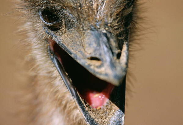 Ostrich Art Print featuring the photograph Ostrich #2 by Philippe Psaila/science Photo Library
