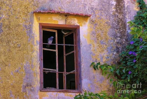 Pigeons Art Print featuring the photograph Pigeons and Morning Glories by Michele Penner