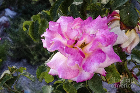 Floral Art Print featuring the photograph Pink Rose #2 by Pravine Chester
