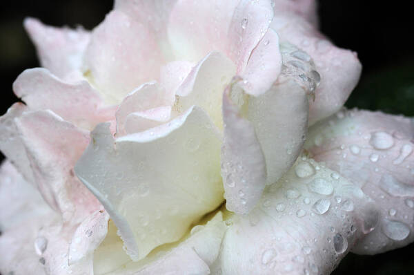 Pink Rose Art Print featuring the photograph Rain Washed #2 by Wanda Brandon