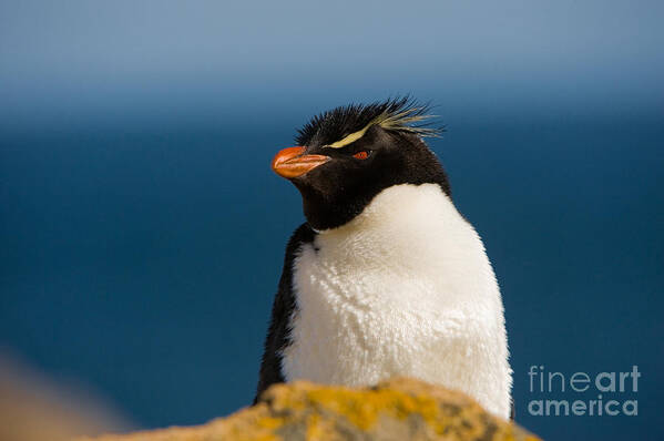 Southern Rockhopper Penguin Art Print featuring the photograph Rockhopper Penguin #2 by John Shaw