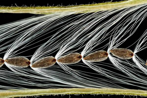 Anatomical Art Print featuring the photograph Rosebay Willowherb Seeds #2 by Gerd Guenther/science Photo Library