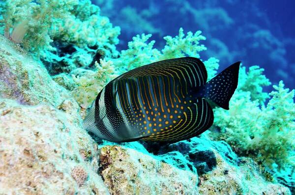 Animal Art Print featuring the photograph Sailfin Tang Fish #2 by Georgette Douwma