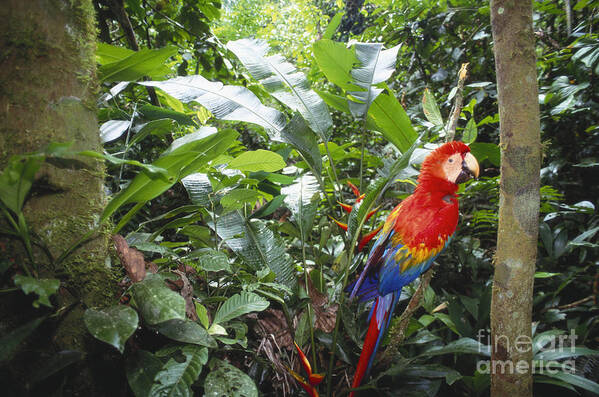 Full Length Art Print featuring the photograph Scarlet Macaw by Art Wolfe