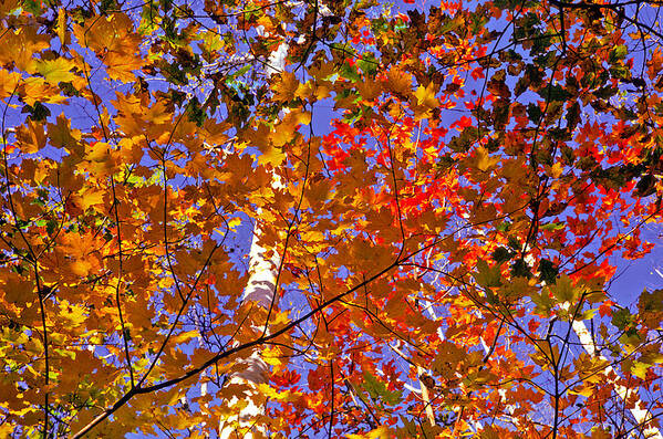 New Hampshire Art Print featuring the photograph Shades of Fall #2 by Dennis Bucklin