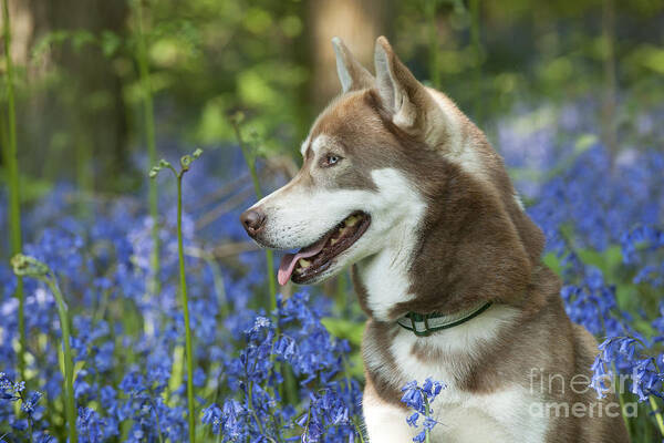 Dog Art Print featuring the photograph Siberian Husky In Bluebells #2 by John Daniels