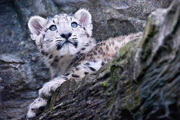 Marwell Art Print featuring the photograph Snow Leopard Cub #2 by Chris Boulton