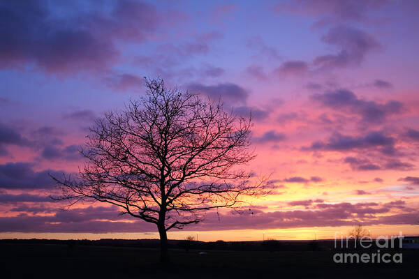 Spectacular Sunset Epsom Downs Surrey Uk Dusk Pink Sky Twilight Tree Silhouette Orange Sun Set Down English England Branches Lone Purple Blue Art Print featuring the photograph Spectacular sunset Epsom Downs Surrey UK #3 by Julia Gavin