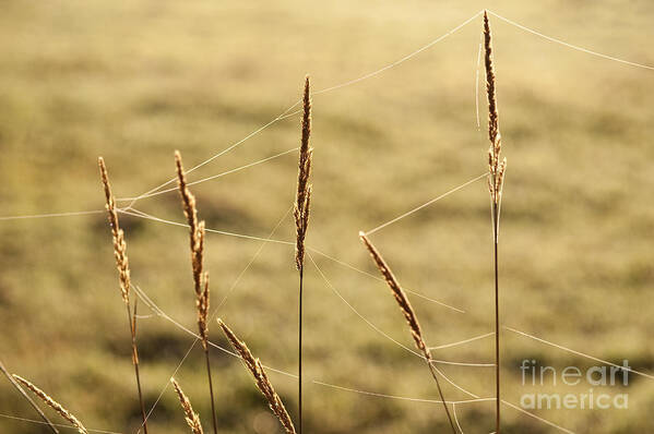 Atmosphere Art Print featuring the photograph Spider webs in field on tall grass #2 by Jim Corwin