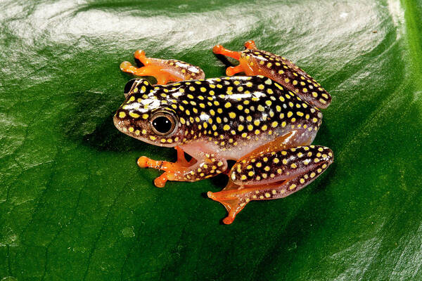 Amphibian Art Print featuring the photograph Starry Night Reed Frog, Heterixalus #2 by David Northcott