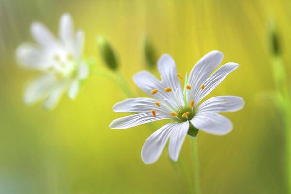 Summer Art Print featuring the photograph Stitchwort #2 by Mandy Disher
