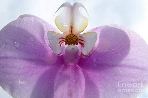 Orchid Art Print featuring the photograph Summer #2 by Krissy Katsimbras