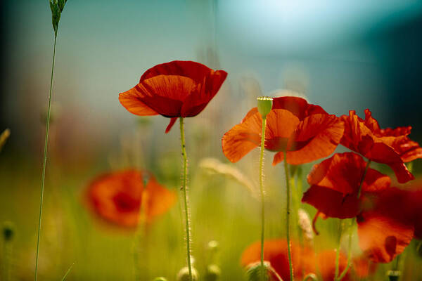 Poppy Art Print featuring the photograph Summer Poppy by Nailia Schwarz Poppy Art Print featuring the photograph Summer Poppy by Nailia Schwarz