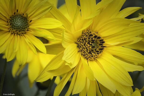 Flowers Art Print featuring the photograph Sunflowers #2 by Fran Gallogly