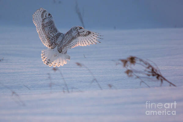 Snowy Owl Art Print featuring the photograph Sunlit Wings #2 by Cheryl Baxter