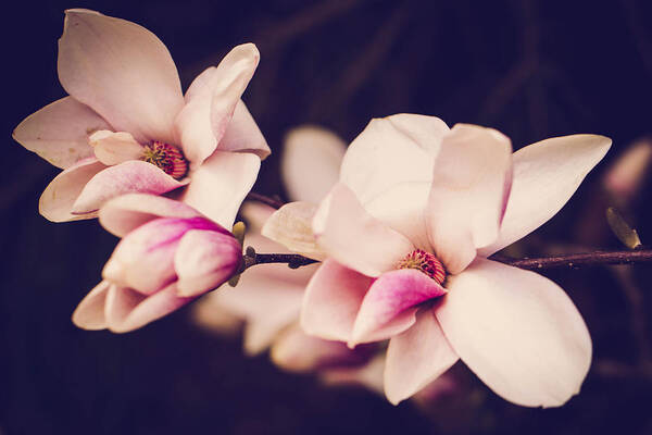 Magnolias Art Print featuring the photograph Sweet Magnolia #2 by Sara Frank