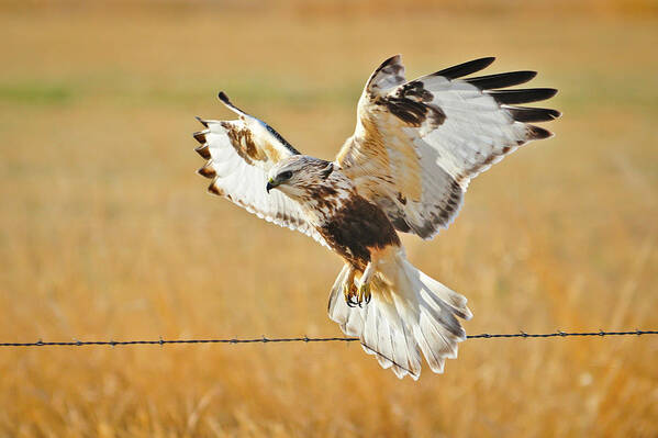 Rough Legged Hawk Art Print featuring the photograph Taking Flight by Greg Norrell
