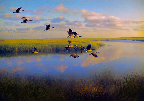 #geese Art Print featuring the photograph The Landing #2 by John Rivera