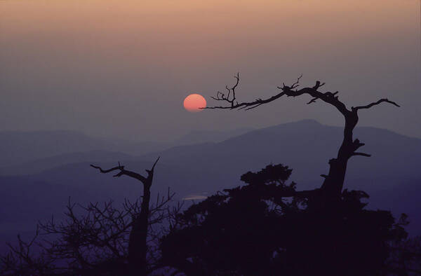 Landscape Art Print featuring the photograph Tree and Sun from Mt Scott #2 by Richard Smith