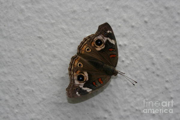 Moth Art Print featuring the photograph Mothra by Cynthia Marcopulos