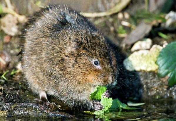 European Water Vole Art Print featuring the photograph Water Vole #2 by John Devries/science Photo Library