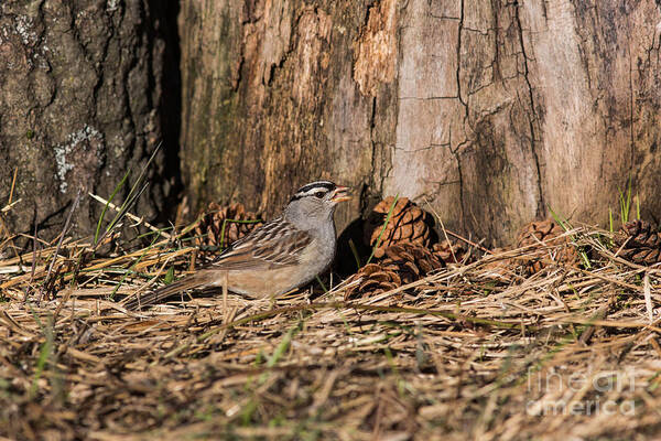 North America Art Print featuring the photograph White-crowned Sparrow Zonotrichia #2 by Linda Freshwaters Arndt