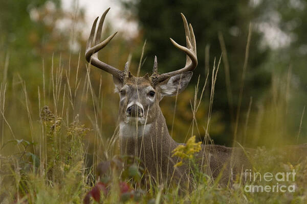 Capreolinae Art Print featuring the photograph White-tailed Buck In Fall #2 by Linda Freshwaters Arndt