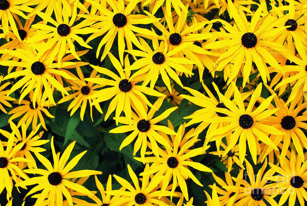 Yellow Art Print featuring the photograph Yellow Daisies by Bill Thomson