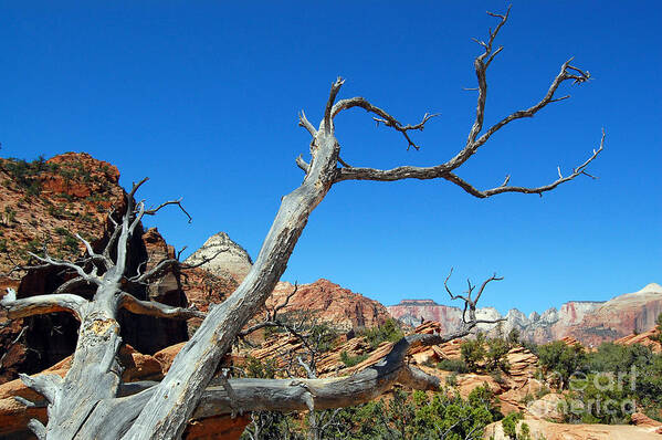 Zion National Park Art Print featuring the photograph Zion Reaching Tree by Debra Thompson