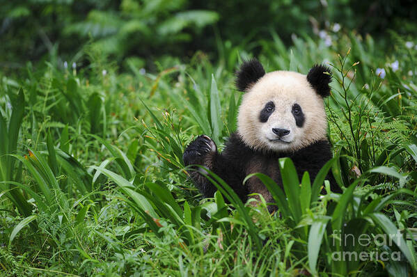 Ailuropoda Melanoleuca Art Print featuring the photograph Giant Panda #20 by John Shaw