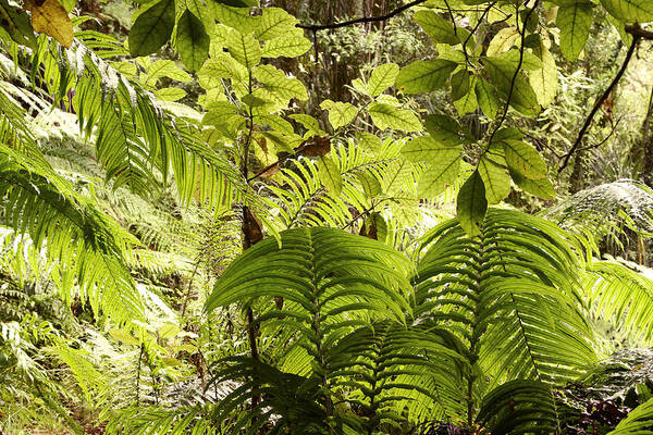 Rain Forest Art Print featuring the photograph Jungle leaves #20 by Les Cunliffe