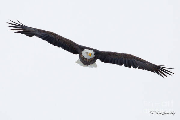 Bald Eagles Art Print featuring the photograph Bald Eagle #226 by Steve Javorsky