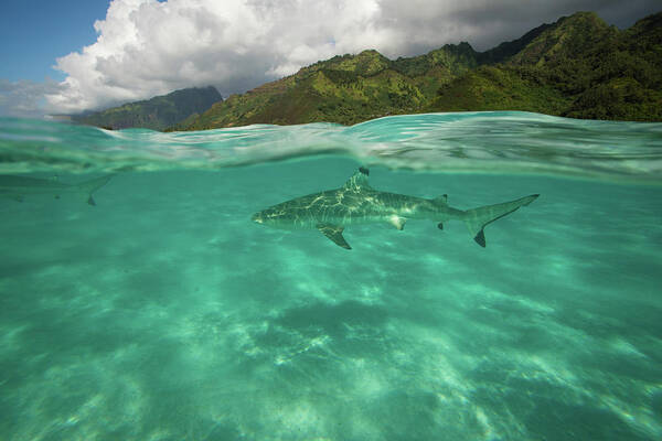 Photography Art Print featuring the photograph Over Under, Half Water Half Land #25 by Panoramic Images