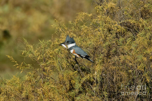 Vertical Art Print featuring the photograph Belted Kingfisher With Fish #3 by Anthony Mercieca