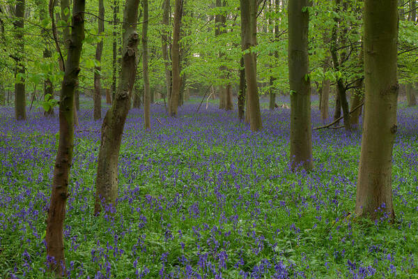 Bluebells Art Print featuring the photograph Bluebells In Oxey Wood #3 by Nick Atkin